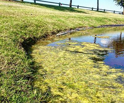 For a very small pond, grass clippings can cause an algae bloom.